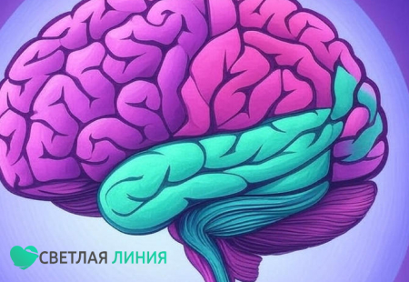 Головной мозг человека